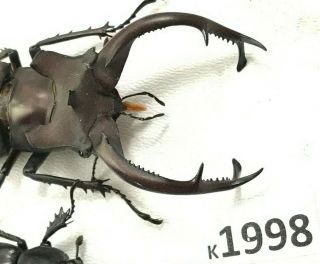 K1998 Unmounted Beetle Lucanus Dongi 77mm ?? Vietnam Central