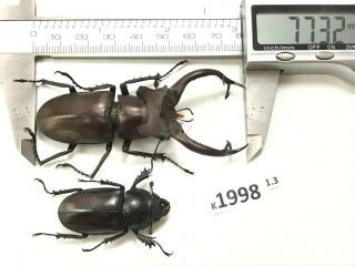 k1998 unmounted Beetle Lucanus Dongi 77mm ?? Vietnam central 2