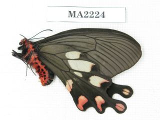 Butterfly.  Byasa Dasarada Ssp.  C Of Nepal,  Kathmandu Valley.  1f.  Ma2224.