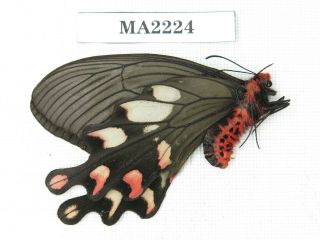 Butterfly.  Byasa dasarada ssp.  C of Nepal,  Kathmandu valley.  1F.  MA2224. 2