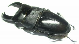 i003 Lucanidae: Dorcus titanus imperialis male 98.  5mm 3
