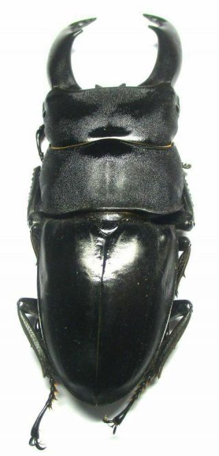 i003 Lucanidae: Dorcus titanus imperialis male 98.  5mm 4