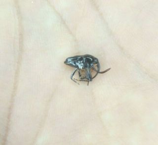Coleoptera Curculionidae Sp.  Specie Very Rare From - Peru