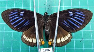 Unmounted Butterfly Papilionidae Chilasa Slateri Marginata Female Laos Rare