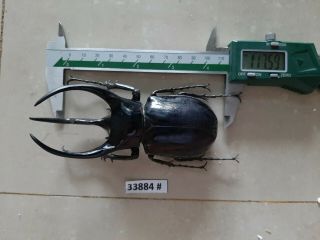 Vietnam Beetle Chalcosoma Caucasus 117mm,  33884 Pls Check Photo (a1)