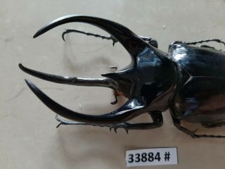 VietNam beetle Chalcosoma caucasus 117mm,  33884 pls check photo (A1) 2