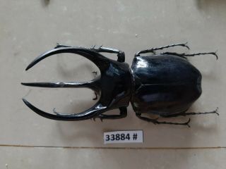 VietNam beetle Chalcosoma caucasus 117mm,  33884 pls check photo (A1) 3