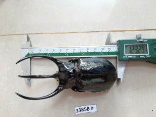 VietNam beetle Chalcosoma caucasus 122mm,  33858 pls check photo (A1) 4