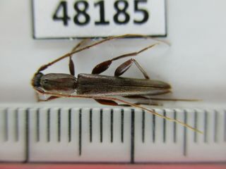 48185.  Cerambycidae Sp.  Vietnam North