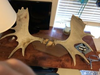 Real Mounted Large Moose Antlers (wall Decor)