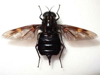 Diptera Pantophtalmus Giant Fly,  68 Mm Wingspan Panama.  Very Rare