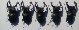 Coleoptera Lucanidae Lucanus Cervus A1/ 5 Piece / 79 Mm / Ukraine