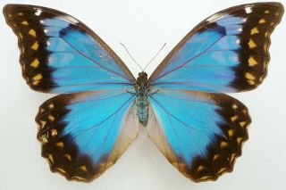 Morpho Anaxibia Female From Missiones,  Argentinia