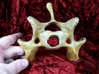 (cave296 - 11) 6 - 1/4 " Fossil Extinct Cave Bear Vertebra Romania Bone Vert