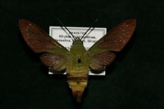 Bombycoidea,  Sphingidae: Hemaris Saundersii.  Female.  Ex.  Ovo.  Pakistan.  Mounted