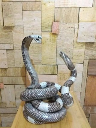 Fighting Cobra Vs Rattle Snake 100 Real Snake Odities Taxidermy Statue