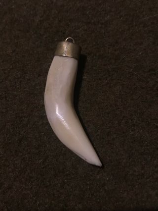 African Wildlife Tooth Pendant Tiger