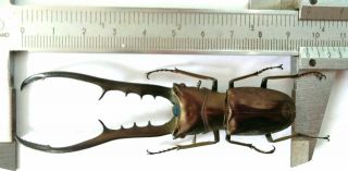 Cyclommatus Metallifer Finae 96mm From Peleng Indonesia