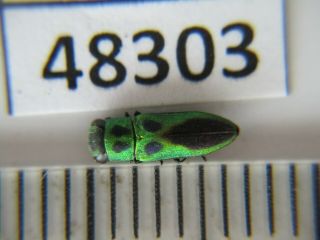 48303.  Buprestidae Sp?.  Vietnam South