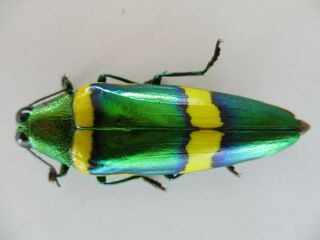48255.  Buprestidae Chrysochroa sp.  Vietnam South 2