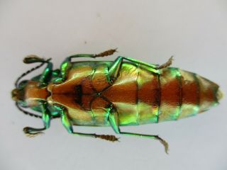48255.  Buprestidae Chrysochroa sp.  Vietnam South 3