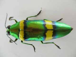 48229.  Buprestidae Chrysochroa sp.  Vietnam South 2