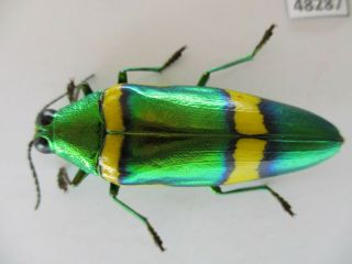 48287.  Buprestidae Chrysochroa sp.  Vietnam South 2
