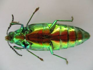 48287.  Buprestidae Chrysochroa sp.  Vietnam South 3