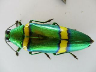 48231.  Buprestidae Chrysochroa sp.  Vietnam South 2