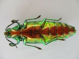 48231.  Buprestidae Chrysochroa sp.  Vietnam South 3