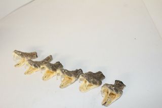 6 Rattlesnake Heads.  X696 Side Winder Sidewinder Diamondback Diamond Bac