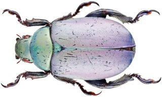 Insect - Rutelidae Chrysina Erubescens (light Purple) - Mexico - Male36mm.