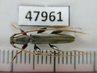 47961.  Cerambycidae Sp.  Vietnam North