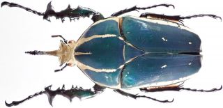 Insect - Cetonidae Mecynorhina Torquata Poggei - Congo - Monster Male 86mm.