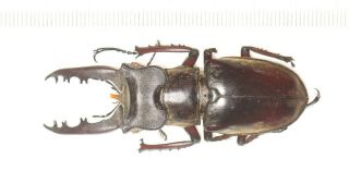 Beetle Lucanidae Lucanus Fanjingshanus 63.  2mm Guizhou