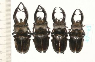 Beetle Lucanidae Lucanus Cheni Tibet 54 To 64mm