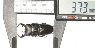 Beetle Lucanidae Dorcus Sp.  37.  3mm Guizhou