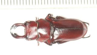 Beetle Lucanidae Dorcus Digonophorus Motuoensis 24.  7mm Tibet