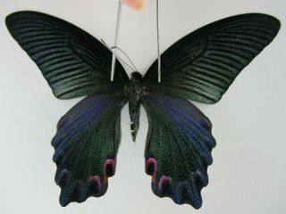 Pa4880.  Unmounted Butterflies: Papilio Dialis.  Dak Lak.  Central Vietnam.  Female