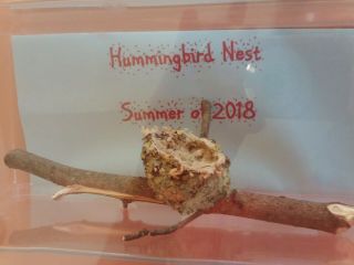 Real - Tiny Hummingbird Nest On Branch In Acrylic Box For Display