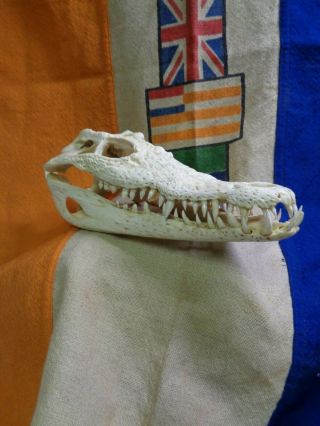 Real Rhodesian 1980 Victoria Falls Crocodile Skull Taxidermy Approx 10 " Long
