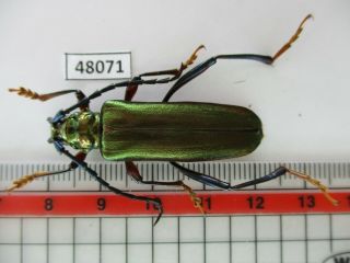 48071.  Cerambycidae Sp.  Vietnam North.  New?