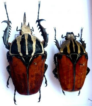 Insect Coleoptera Cetonidae Goliathini Goliathus Mecynorrhina Oberturi Unicolor