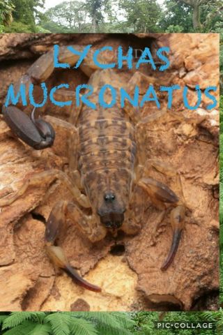 ☆lychas Mucronatus☆sub - Adult Scorpion☆live Arachnid☆rare Species☆insect☆bug☆
