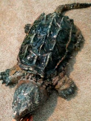 3ft 4in Flexible Alligator Snapping Turtle Prop.