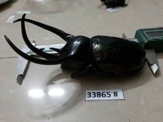 VietNam beetle Chalcosoma caucasus 122mm,  33865 pls check photo (A1) 3