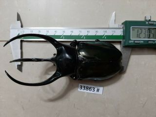 Vietnam Beetle Chalcosoma Caucasus 122mm,  33863 Pls Check Photo (a1)