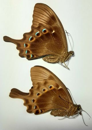 Rare Papilio : Papilio Lorquinianus Ssp 1 Pair,  Fakfak,  Indonesia,  Unmounted
