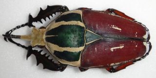 Mecynorrhina Ugandensis Male Huge Beetle 76 - 77mm Cetonidae Wild Caught In Uganda