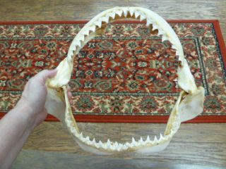 (sj30 - 110a) 15 " Bull Shark B Grade Jaw Teeth Taxidermy Sharks Ichthyology Leucas
